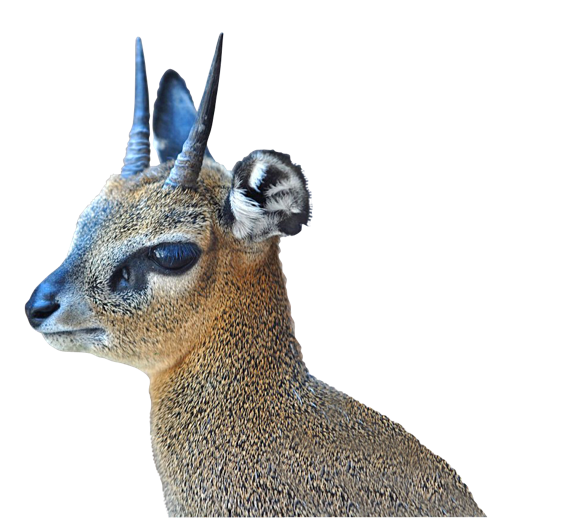 Klipspringer (which means “rock jumper” in the Afrikaans language) is one of the 10 smallest antelopes in South Africa