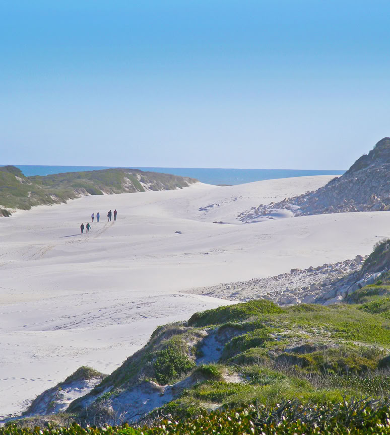 Platboom Dunes, Cape Point, South Africa