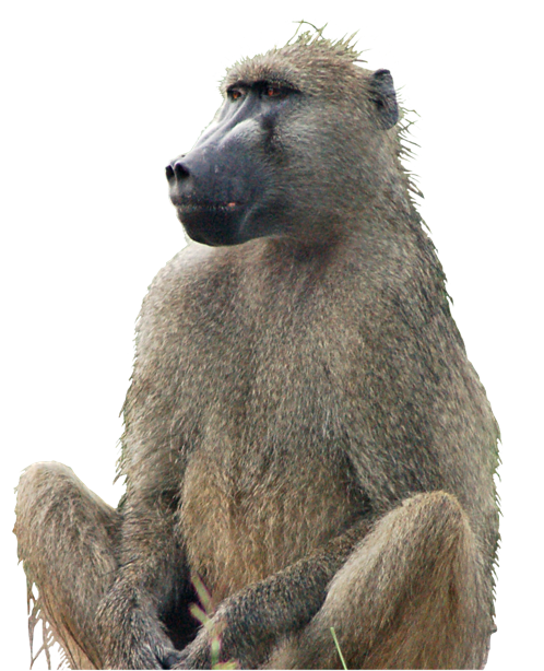 Chacma Baboon of the Cape Point, the most southerly primate in the world, is one of ±11 troops on the Cape Peninsula and is the only protected population of the species in the world